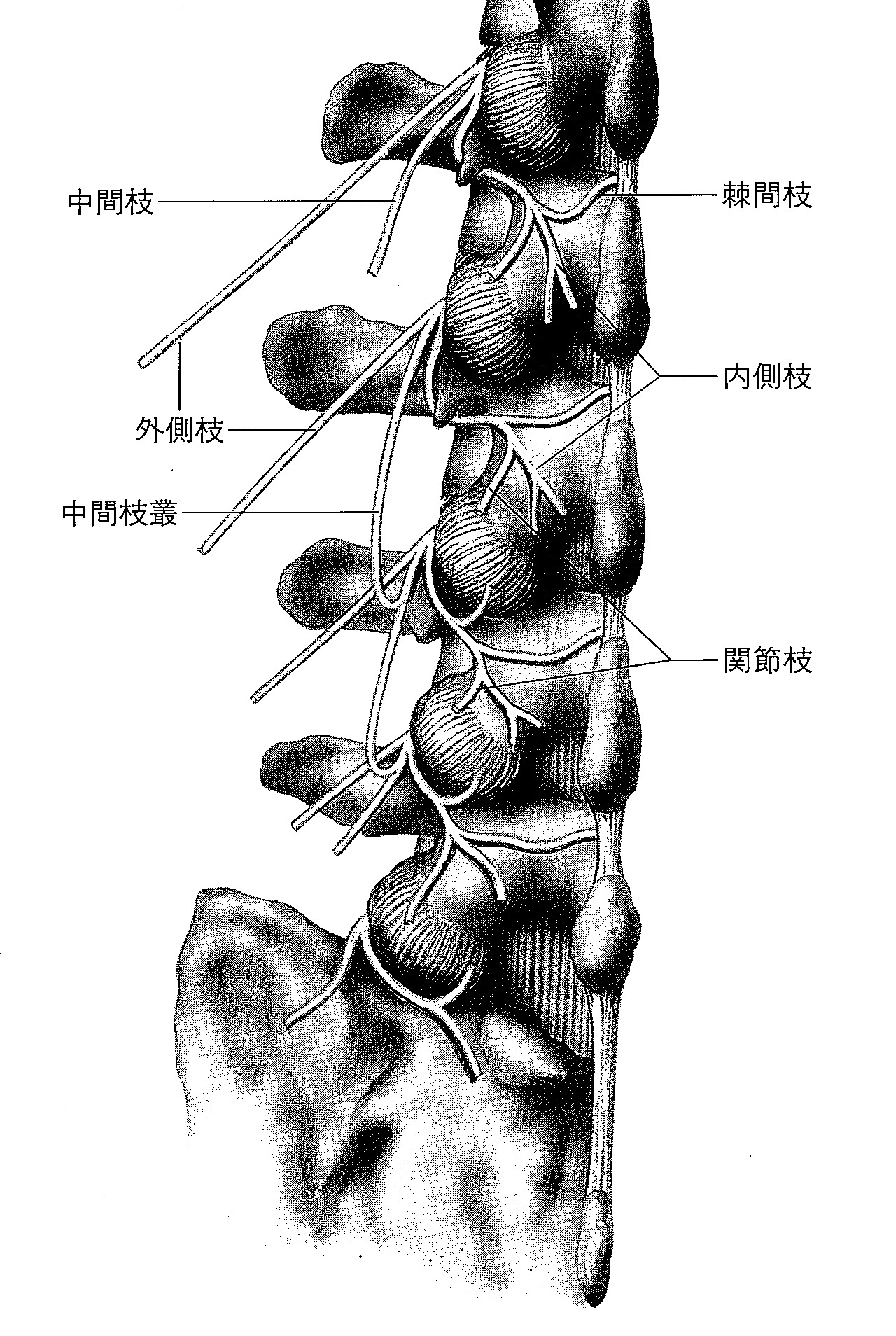 脊髄神経の分岐