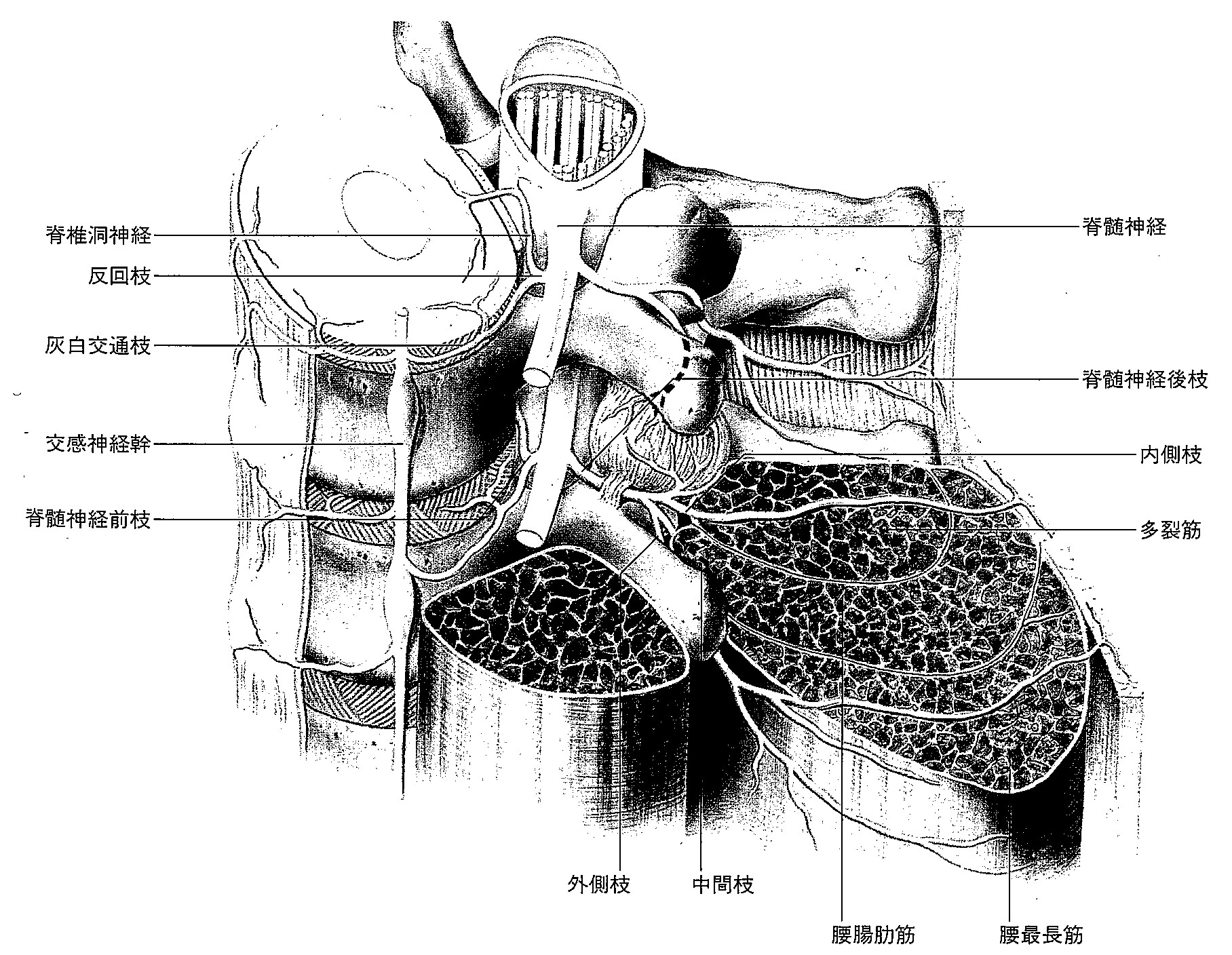 椎間関節部周囲（腰椎）の神経分布